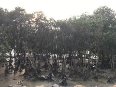 -宝安西湾红树林湿地公园