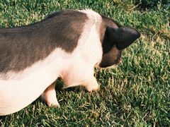 -趣玩宠物乐园寄养训犬训狗游泳池
