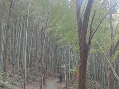 -上海佘山国家森林公园天马山园