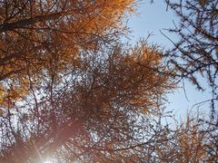 -苏木山森林公园