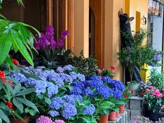 -溪岸路花鸟市场