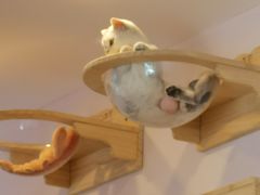 -猫咪派对(江南西店)