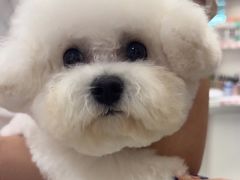 -FAELING PETS美天灵宠物(合生汇店)