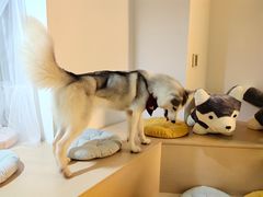 桃心-Husky Go! 哈士奇体验馆·宠物咖啡厅狗咖