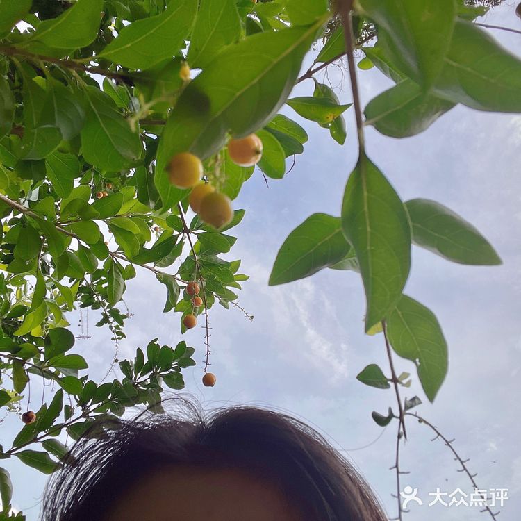 广州周末好去处｜从化五指山