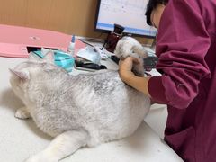 -瑞派康怡24h宠物医院·犬猫医疗中心·微创绝育(瑞景分院)