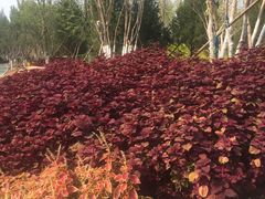 -回龙观体育文化公园