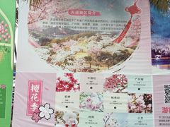 -天适樱花悠乐园