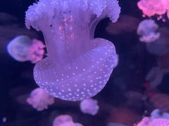 -欢乐海岸海洋奇梦馆