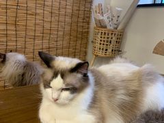 -楼上猫咖(罗湖店)
