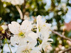 -云里小坐·小院里·团建·宴请·下午茶(三圣乡店)