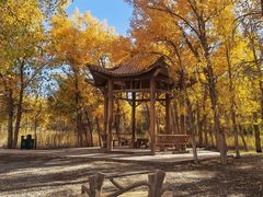 -金塔沙漠胡杨林景区