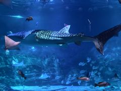 -烟台海昌鲸鲨海洋公园