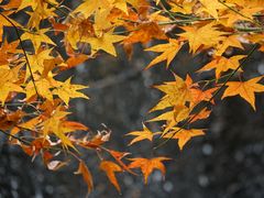 -田野绿世界
