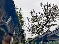 -乌镇景区