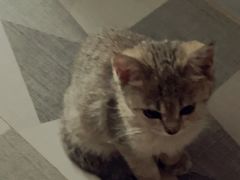 -御宝贝·A梦猫科宠物医院(国际猫友好医院)
