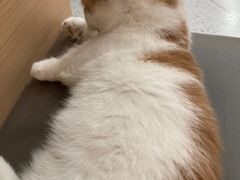 -喵园·猫主题咖啡厅·撸猫·猫咖(国贸店)