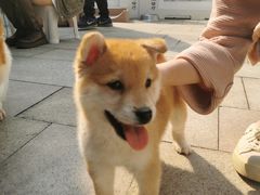 -柯斗斗主题餐厅·狗咖·围炉煮茶·茶饮(国瑞升平里店)