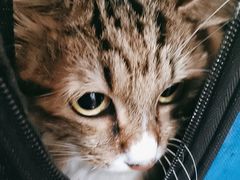 -宠物星动物医院·眼科·异宠·猫科(江南大道总院)