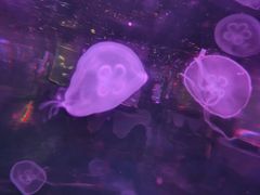 -太奥幻太奇海洋馆