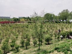 -丁香湖公园