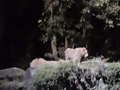 -夜间野生动物园