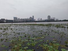 -月湖风景区