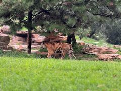 -北京野生动物园