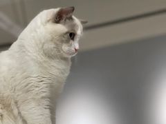 -Cappucimeow猫咪咖啡馆(韦伯时代店)