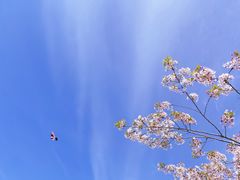 -南通鲜花小镇
