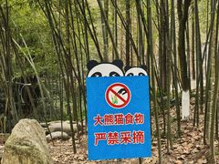 -都江堰中华大熊猫苑