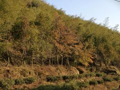 -长沙黑麋峰国家森林公园