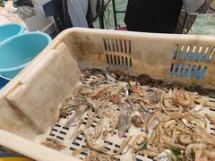 -日照世帆赛基地