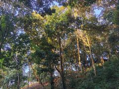 -广州市流溪河国家森林公园
