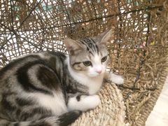 -飞行喵MR PILOT|猫舍·猫咖(静安大融城店)