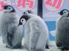 -珠海长隆海洋王国