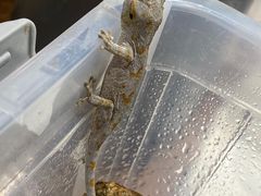 -酷以爬仙阁实体爬宠店·守宫·蜥蜴·专业繁育