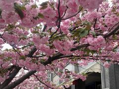 -同济大学(嘉定校区)