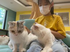 -Bastet sally猫舍购宠(静安店)