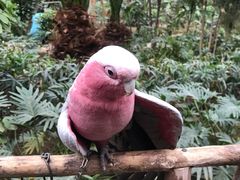 -南宫五洲植物乐园