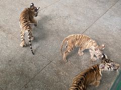 -秦皇岛野生动物园
