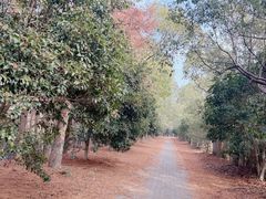 -上海海湾国家森林公园