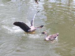 -海珠湖公园