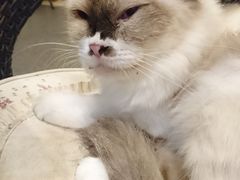 猫-猫色咖啡·猫咖