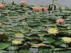 -白鹭湾湿地公园