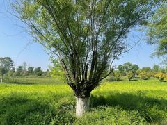 -汉长安城未央宫国家考古遗址公园