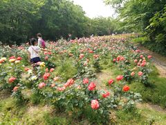 -鹅湖玫瑰文化园