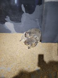 -酷嗒动物文化乐园(cutezoo西溪乐天城店)