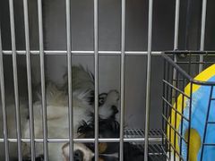-瑞派名望24h动物医院异宠专科·猫专科·骨科·重症监护分院