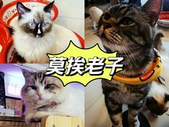 -平行世界·猫咖(首经贸店)